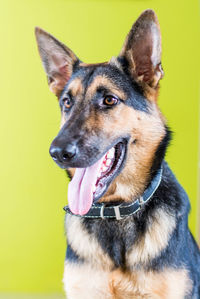 Close-up portrait of dog