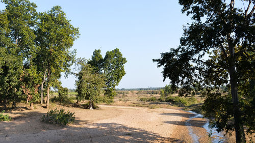 Dirt road by trees against clear sky