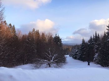 Trees on snow covered field against sky