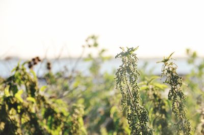 Close-up of plants growing on field against clear sky