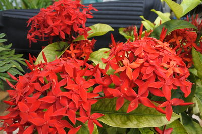 Close-up of red flowering plant