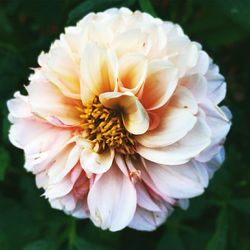 Close-up of pink flowers blooming outdoors