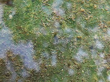 Full frame shot of water on plant