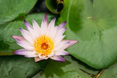 Close-up of pink water lily in pond