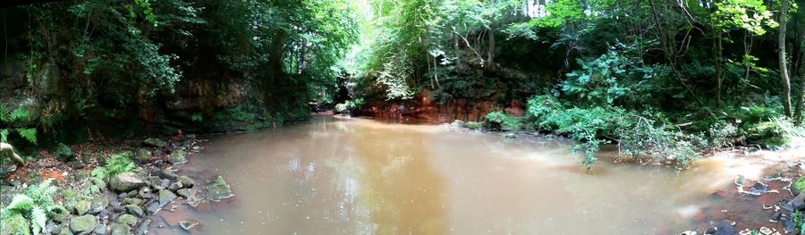 Scenic view of waterfall in forest