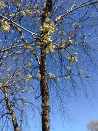 Low angle view of bare trees against sky