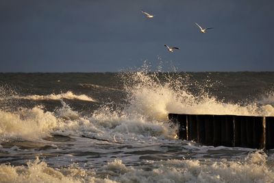 Birds flying over sea against sky