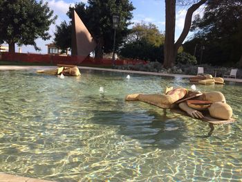 Swimming pool by trees