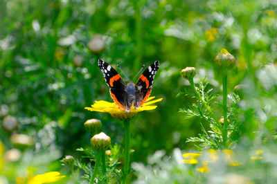 Close-up of butterfly pollinating on flower