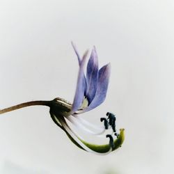 Close-up of purple flower against white background