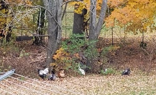 Sheep in a forest