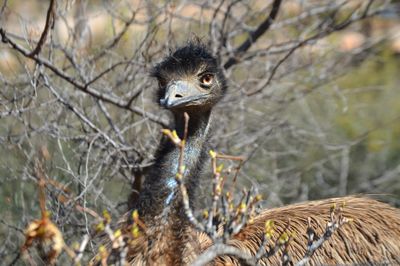 Emu against dry plant