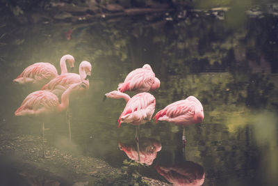Swans in lake