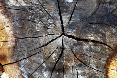 Full frame shot of tree trunk