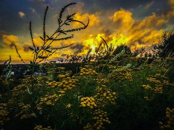 Scenic view of field against cloudy sky