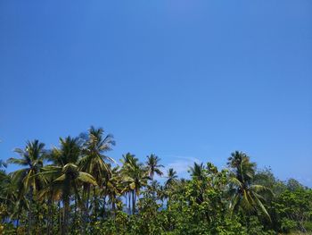 Low angle view of coconut palm trees against blue sky