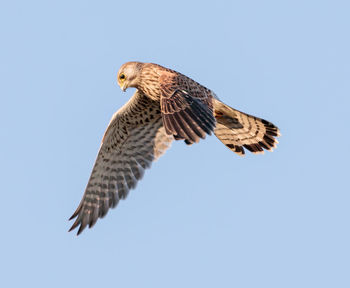 Low angle view of eagle flying against clear sky