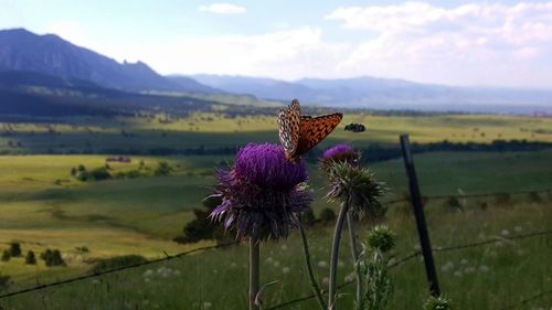 Flowers growing in field