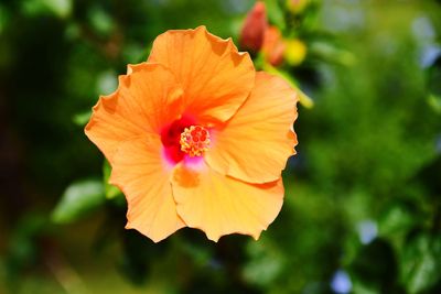 Close-up of orange hibiscus flower