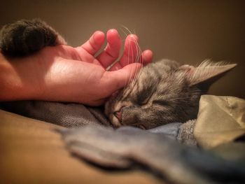 Close-up of a cat sleeping on hand