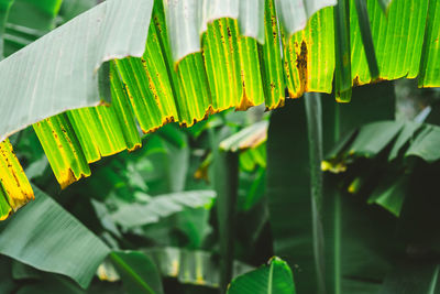 Close-up of green leaves on plant