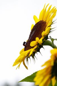 Close-up of yellow sunflower against sky