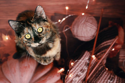 High angle portrait of cat on floor