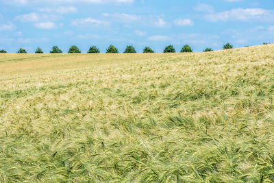 Scenic view of grassy field against sky