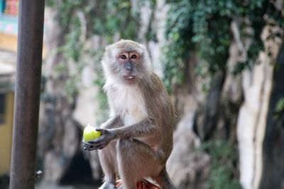 Portrait of monkey sitting on tree