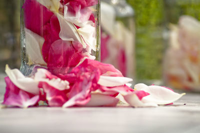 Close-up of pink flower