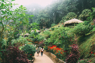 Rear view of people walking on footpath amidst trees