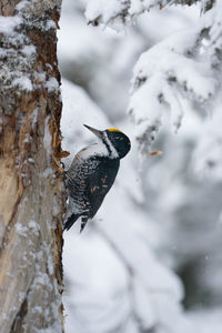 Bird perching on tree trunk during winter