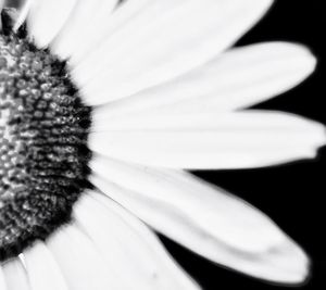 Macro shot of white flower