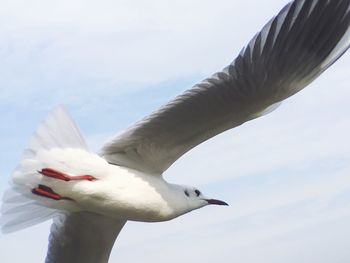 Low angle view of seagull flying against sky