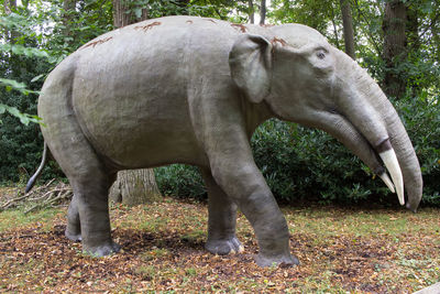 View of elephant in the forest