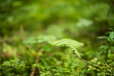 Close-up of butterfly on land