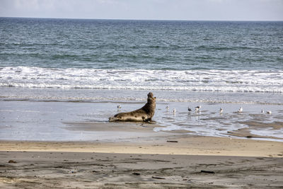 View of lizard on the beach