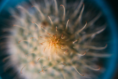 Close-up of dandelion on plant