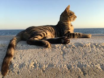 Cat relaxing on beach