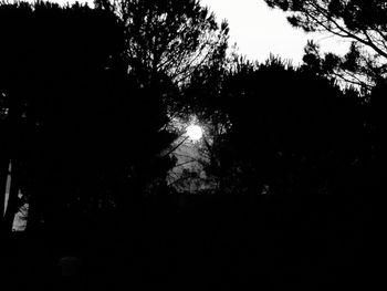 Low angle view of silhouette trees against sky at night