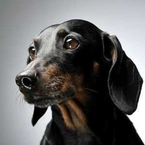 Close-up portrait of dog against white background