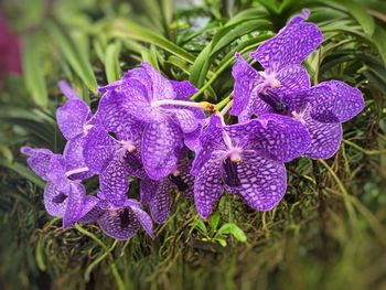 Close-up of purple iris flowers