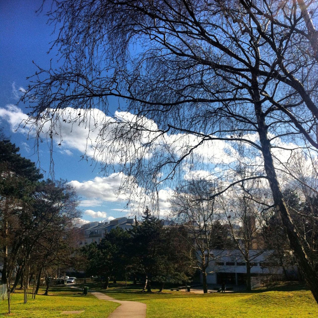 tree, sky, grass, branch, building exterior, bare tree, built structure, architecture, nature, cloud - sky, growth, field, tranquility, cloud, park - man made space, beauty in nature, day, tranquil scene, house, green color