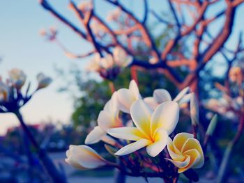 Close-up of flowers blooming outdoors
