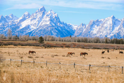 Horses in grand teton national park wyoming landscape 