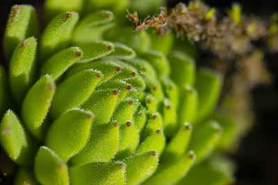 Close-up of succulent plant