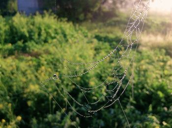 Close-up of wet spider web