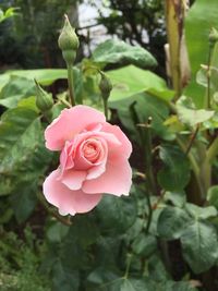 Close-up of pink rose blooming outdoors