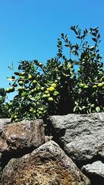 Low angle view of trees against clear blue sky