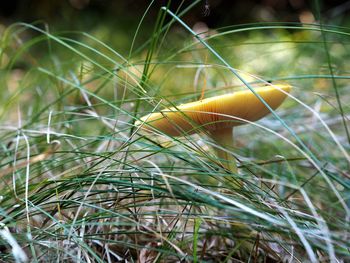 Close-up of grass growing on field